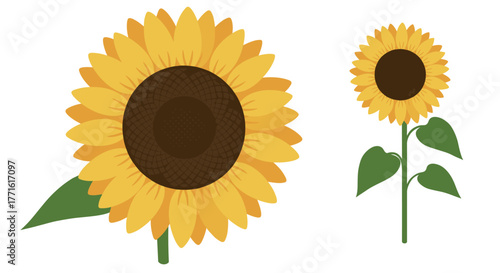 Flat sunflower design with leaves on white background