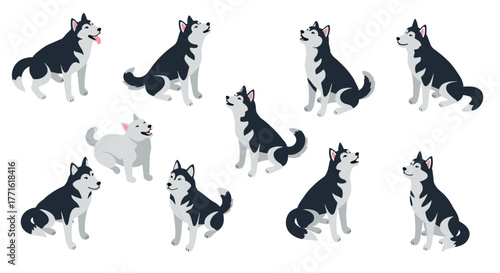 Playful huskies in various poses on white background