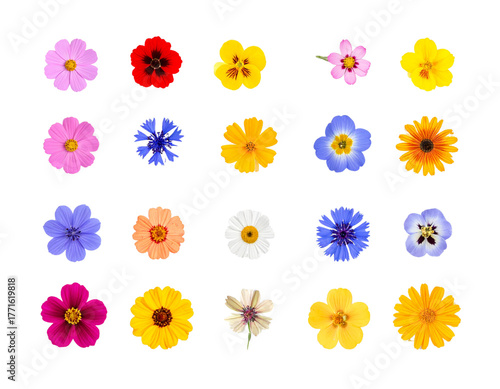  Set of Individual Blooming Flowers, Front-Facing Botanical Collection, Isolated on Transparent Background 