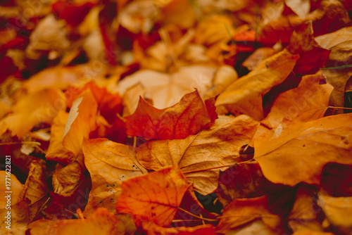A pile of orange leaves on the ground. The leaves are scattered and some are larger than others. The image has a warm and cozy feeling, as if it's autumn and the leaves are falling from the trees