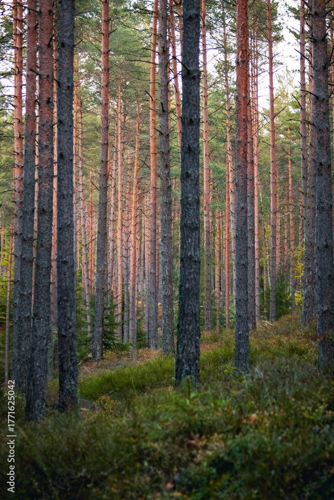 Obraz premium Tranquil Pine Forest in Autumn Light