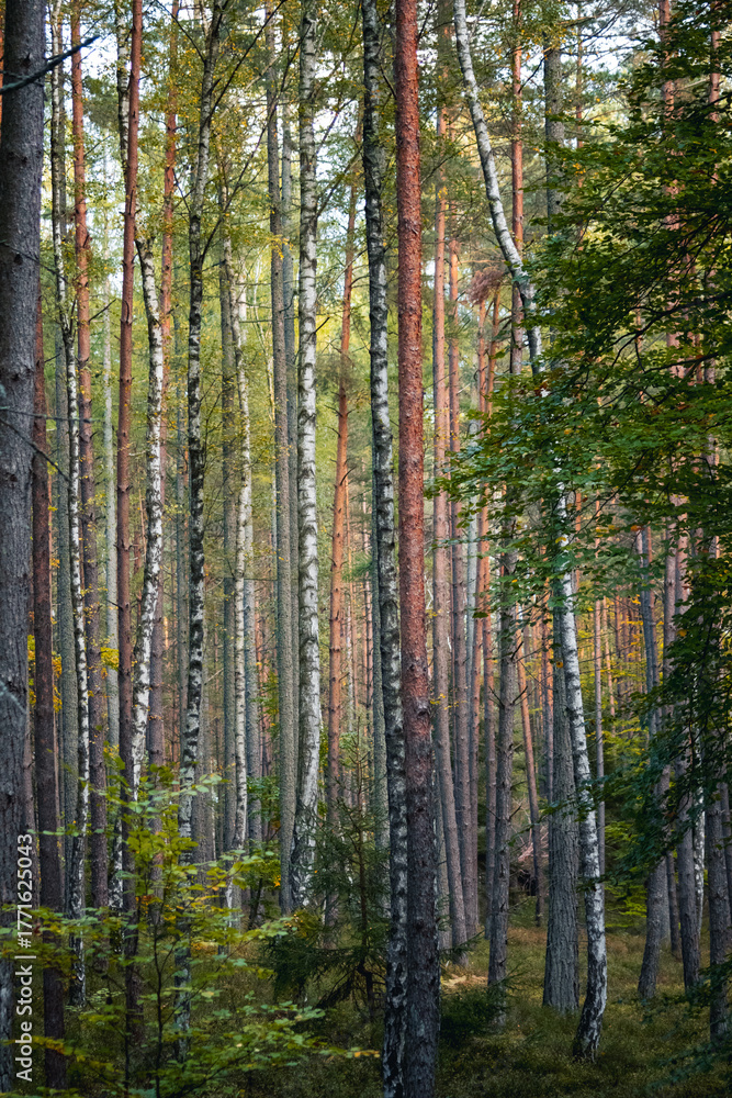 Naklejka premium Autumn Pine and Birch Forest with Warm Seasonal Colors