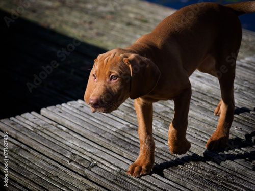 Young Hungarian  Vizsla puppy walking with ears down. The Vizsla was bred as a hunting and retrieving dog.