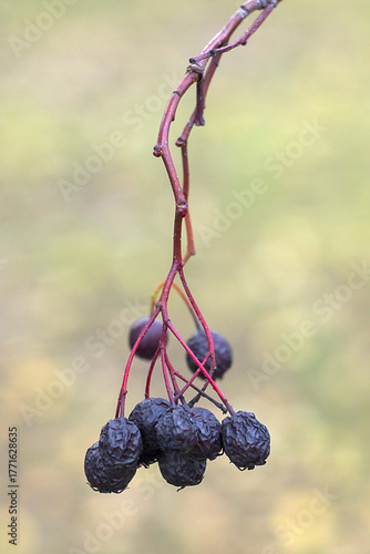 berries on an autumn branch
