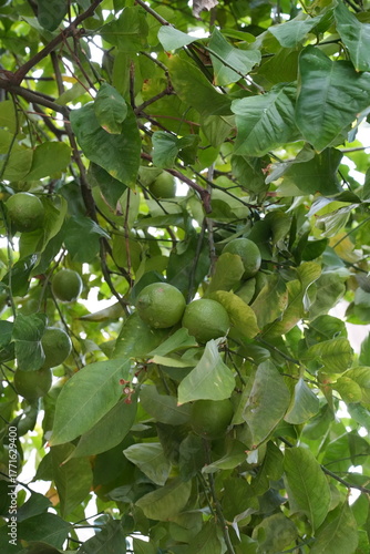 Lemon threes
