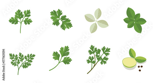 Fresh herbal collection with cilantro and basil on white background