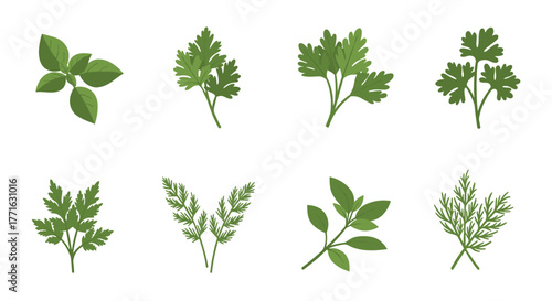 Collection of fresh herb leaves: basil, parsley, dill, and cilantro on white background