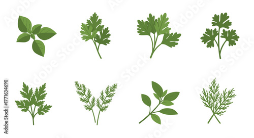 Collection of fresh herb leaves: basil, parsley, dill, and cilantro on white background