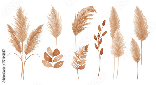 A collection of watercolor illustrations of dried pampas grass and botanical elements in warm, earthy tones.