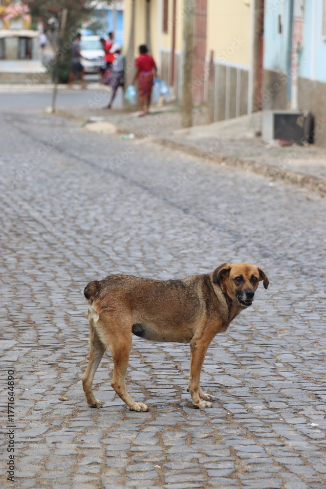 Obraz premium Stray dog ​​in Cape Verde