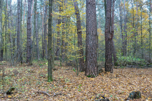 Autumn Forest Floor with Fallen Leaves
