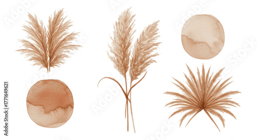 Watercolor illustration of pampas grass and abstract circles in shades of brown, perfect for design.