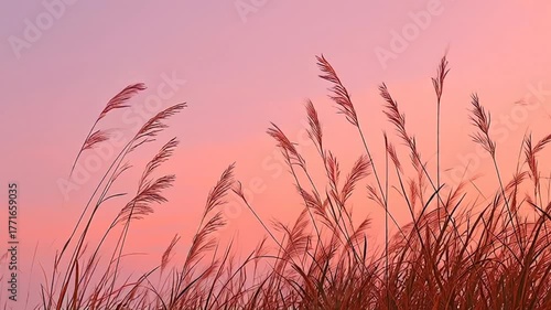 Tall grass stalks sway gently against a soft pink and orange sunset sky