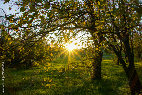 sunset in the forest,  Tineretului Park, Bucharest City, Romania 