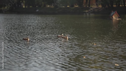 Ducks swim in the city pond in autumn