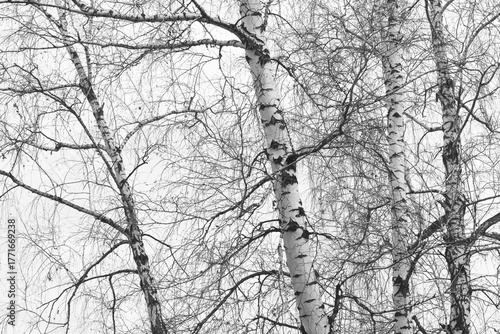 black-and-white photo with white birches
