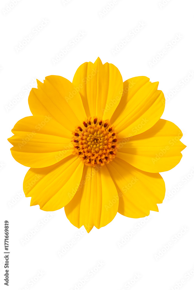 Obraz premium Yellow Cosmos high quality Realistic image.