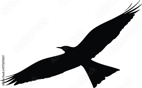 Majestic bird soaring through the sky with outstretched wings