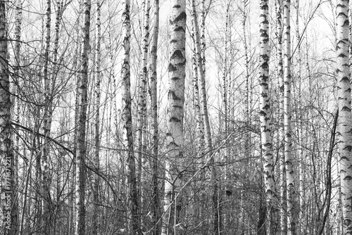 black-and-white photo with white birches