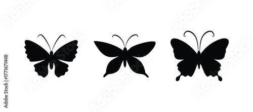 Vibrant butterfly illustration with detailed wings and colorful accents