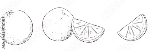 Hand Drawn Oranges and Slices citrus fruit