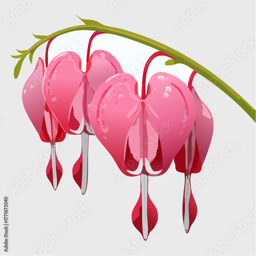 Bleeding glory bower flower bleeding heart vine with green leaves isolated on white background with clipping path
2