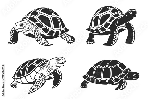 Minimalist indian star tortoise icon set