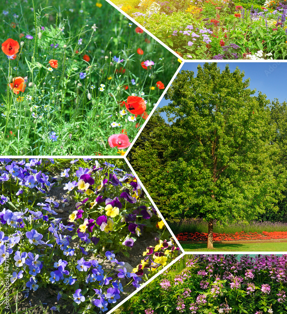 Fototapeta premium Spring and Summer Blooms: A Collection of Floral and Greenery Images