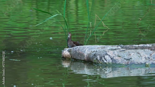 Common Moorhen Preening on a Rock in the Water