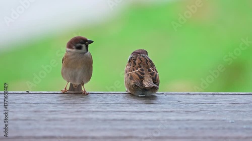 Tree Sparrow Defecating and Immediately Flying Away