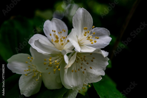 white jasmine flower