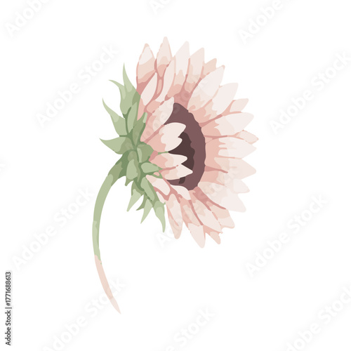 sunflower vector illustration design