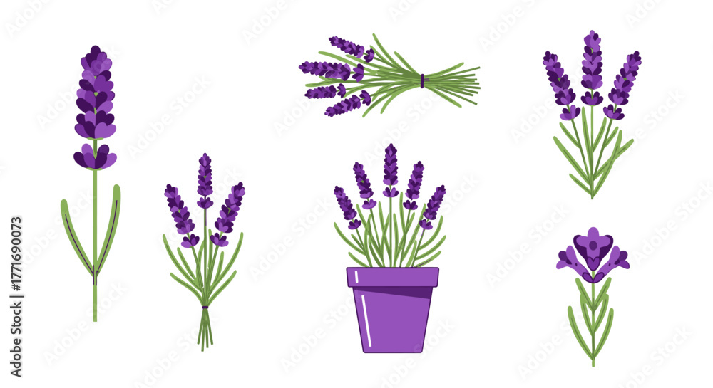 Obraz premium Lavender botanical vector design set on white backdrop