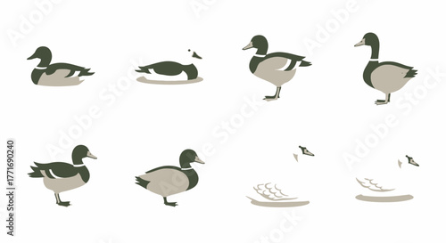 Duck Species Vector Illustration White Background Waterfowl Silhouettes