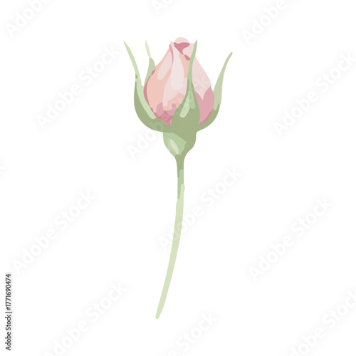 rose vector illustration design