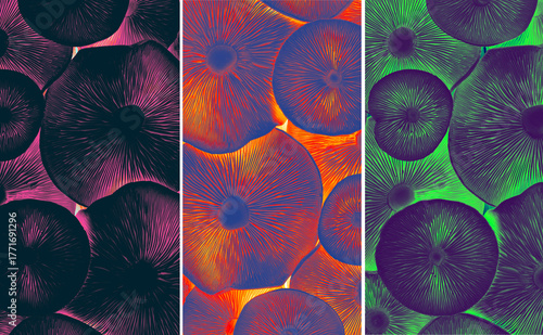 Banner set of wild mushroom caps with digital color processing, magenta-black, orange-blue, green-violet, abstract texture. Aesthetic photo