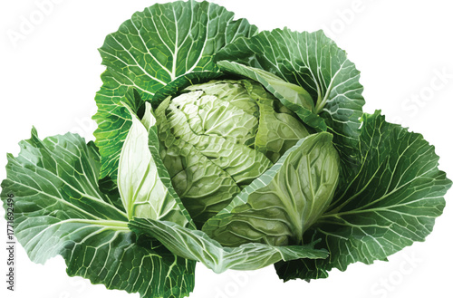 cabbage isolated on a white background, top view of a green cabbage head, vegetable texture for food design, natural organic product close-up