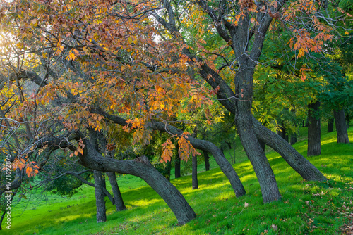 tree in autumn,  Tineretului Park, Bucharest City, Romania 