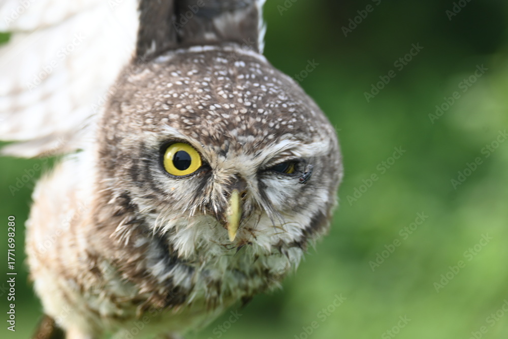 Obraz premium Spotted owlet or Athene brama owlet. It is a small&nbsp;owl&nbsp;which breeds in tropical&nbsp;Asia&nbsp;from&nbsp;Southeast Asia. This is a roost in small groups in the hollows of trees or in cavities in rocks and buildings.