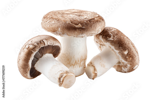 Three mushrooms are sitting on a white background. The mushrooms are brown and white in color. They are arranged in a triangular shape