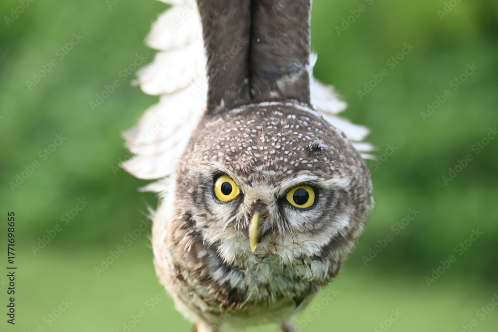 Obraz premium Spotted owlet or Athene brama owlet. It is a small&nbsp;owl&nbsp;which breeds in tropical&nbsp;Asia&nbsp;from&nbsp;Southeast Asia. This is a roost in small groups in the hollows of trees or in cavities in rocks and buildings.