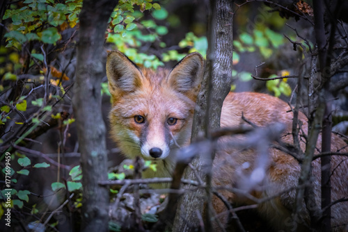 fox