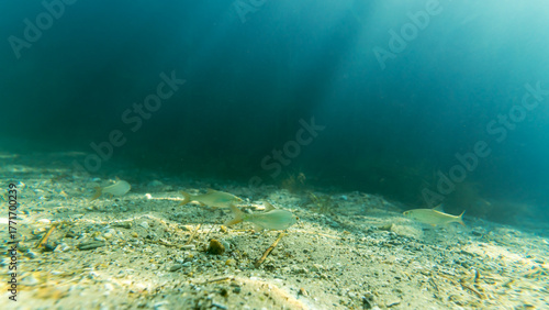 Rotauge in einem klaren See