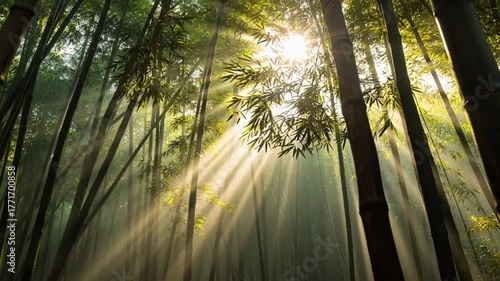 Sunbeams filter through a dense bamboo forest in the early morning