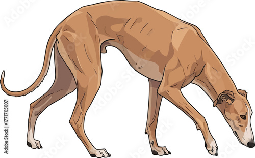 galgo espanol dog crouched alert focused vector illustration