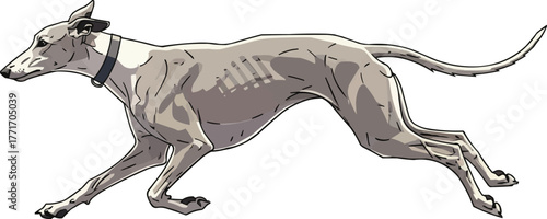 galgo espanol dog running energetic athletic vector illustration