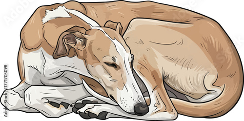 galgo espanol dog curled sleeping pose vector illustration