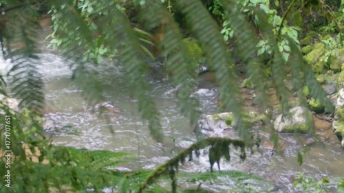 Costa Rica La Paz Waterfall Gardens A view of the La Paz River through the forest trees