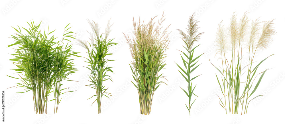 Fototapeta premium Sets of barley plants millet plants and corn plants side by side on transparent background