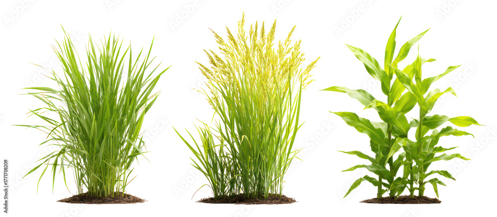 Fototapeta premium Sets of barley plants millet plants and corn plants side by side on transparent background